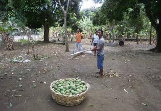 Mango harvest at La Fuente (21K)